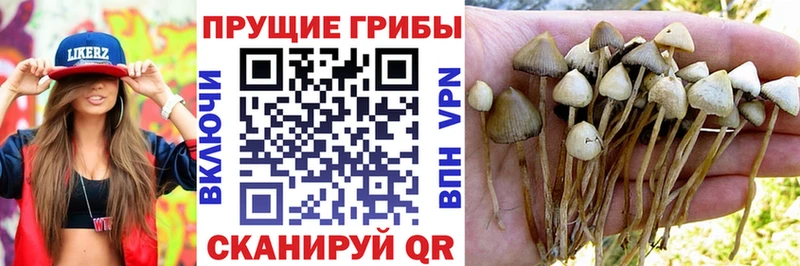 Галлюциногенные грибы Psilocybe  купить   Чусовой 